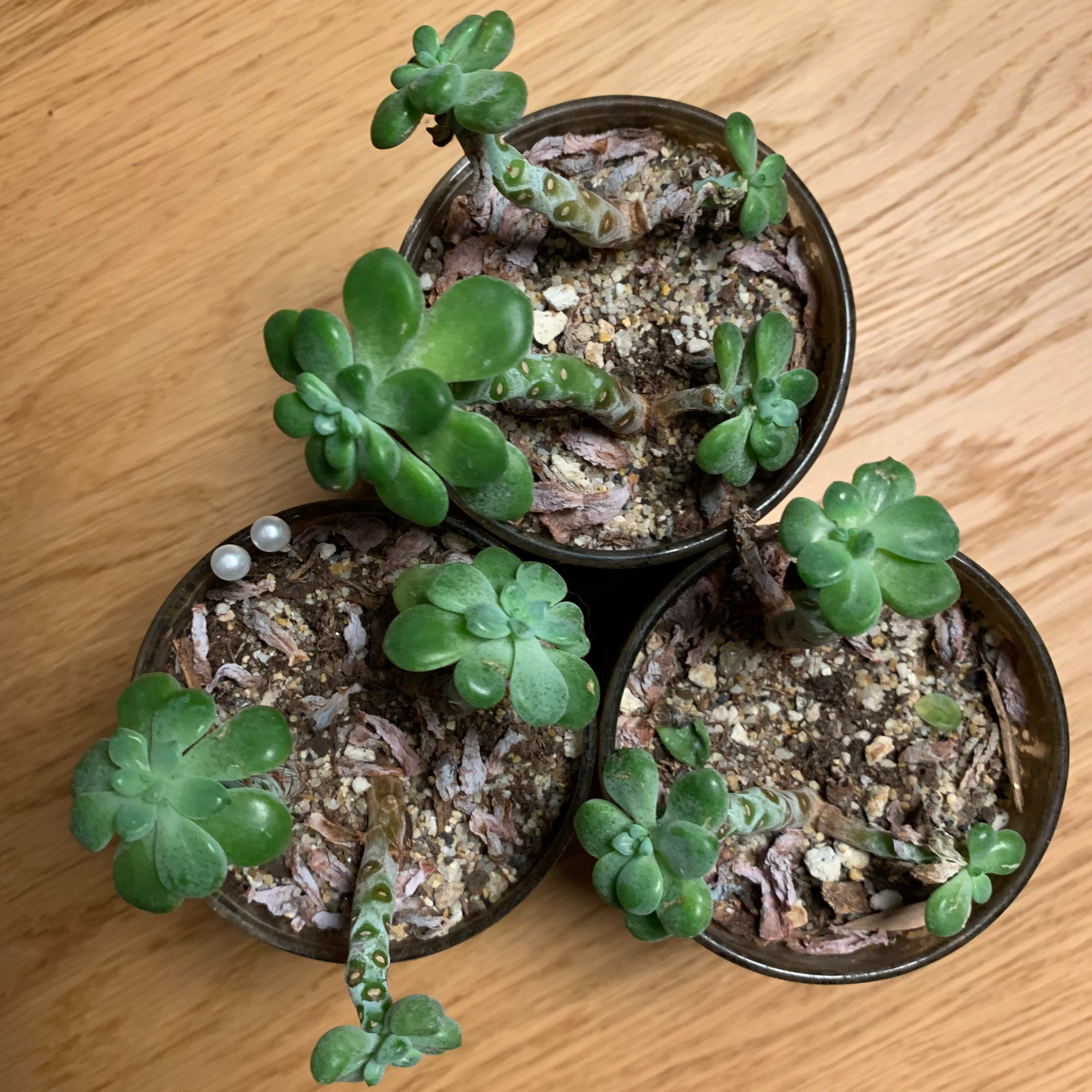 Plant care for Knotted Rush on Greg, the plant care app