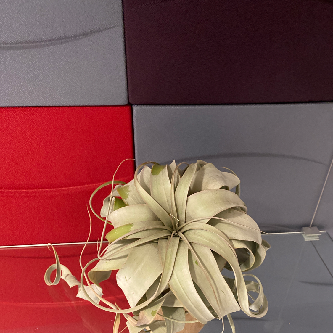 Tillandsia Xerographica plant on a colorful, patterned background.