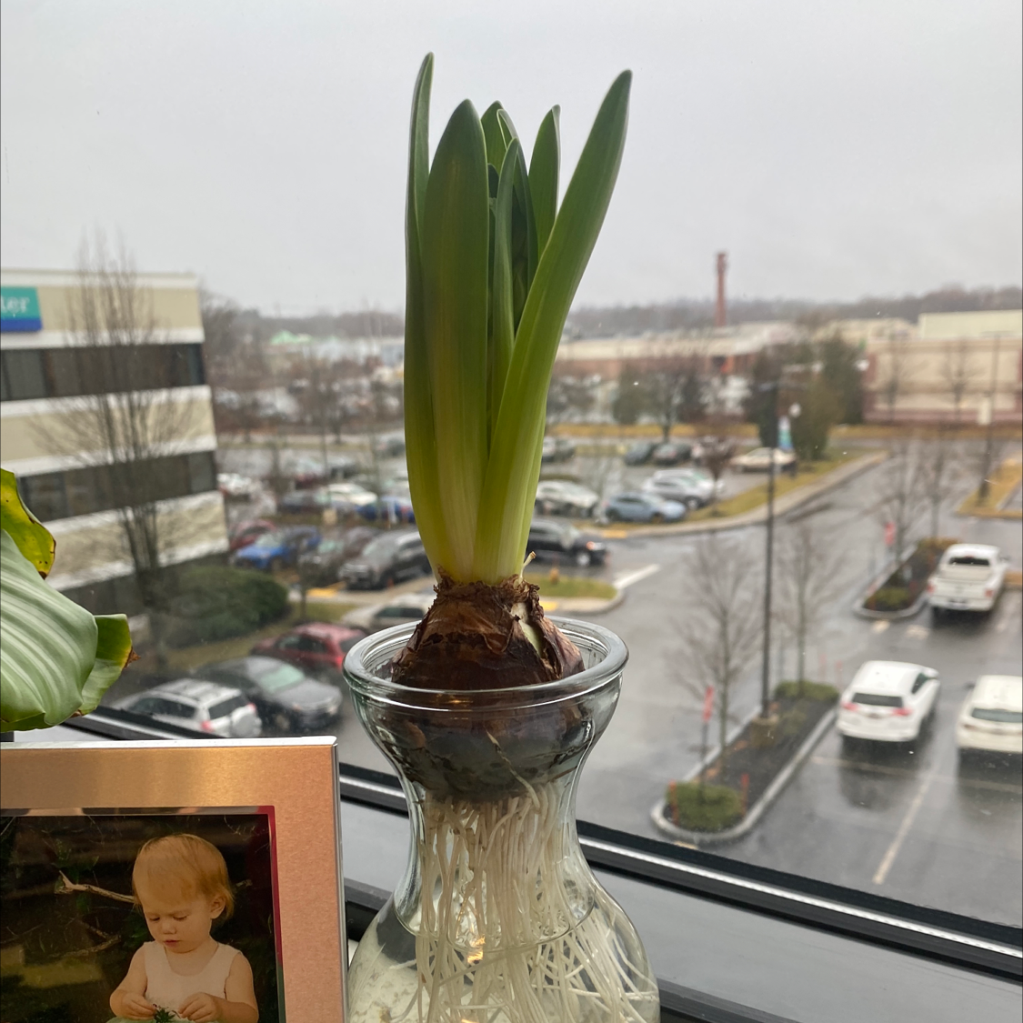 Garden Hyacinth plant in a glass container with visible roots, placed on a windowsill.