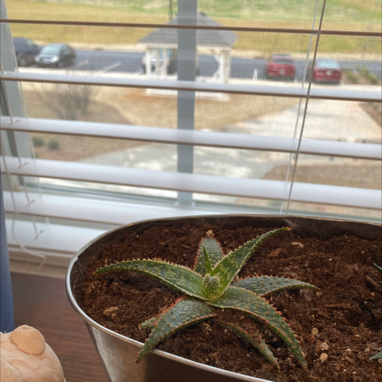 Broad-Leaved Aloe plant in a pot near a window with visible soil.