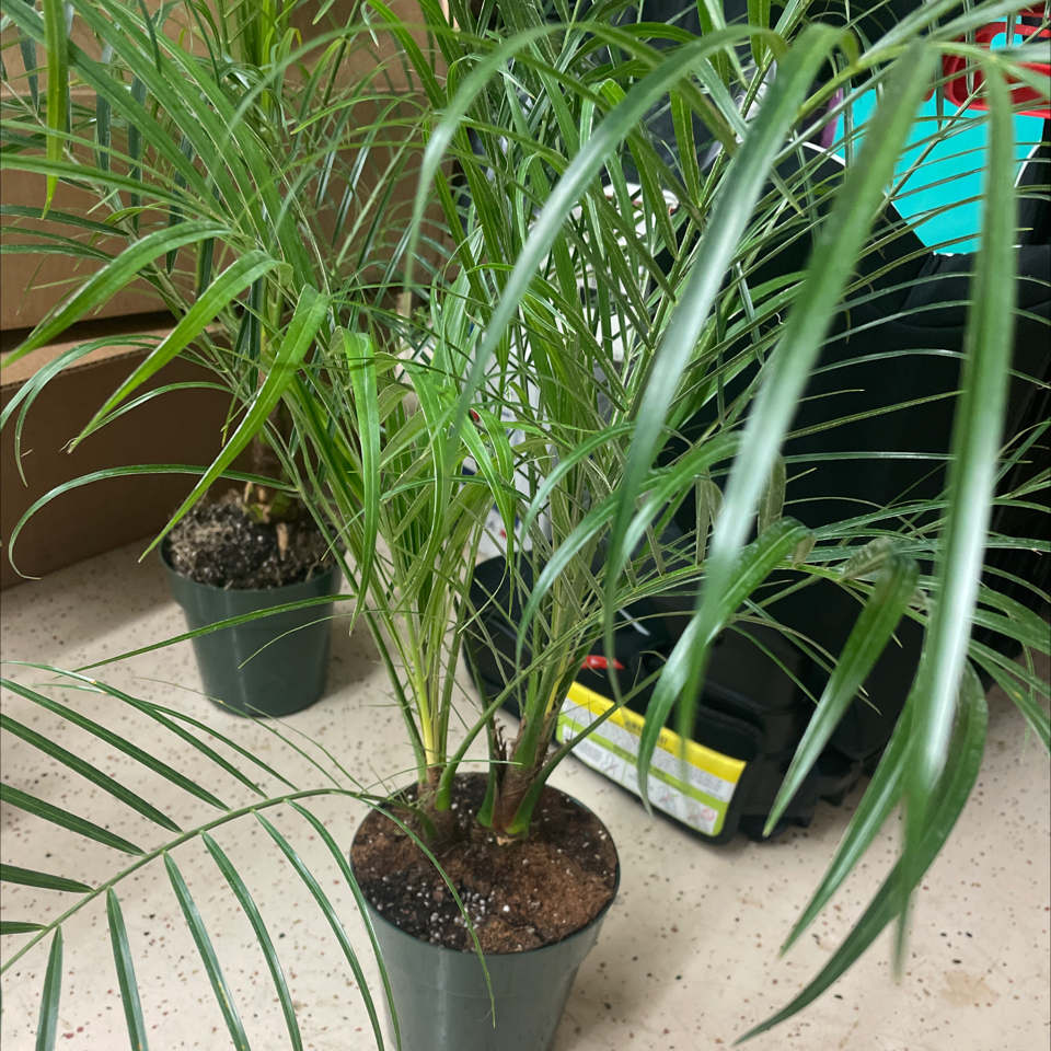 Healthy potted Pygmy Date Palm with long thin green fronds and visible soil at the base, against a neutral tiled background.