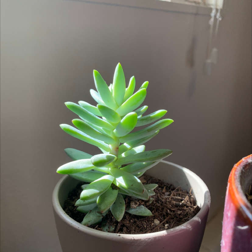Healthy Pale Stonecrop succulent in a pot with visible soil.