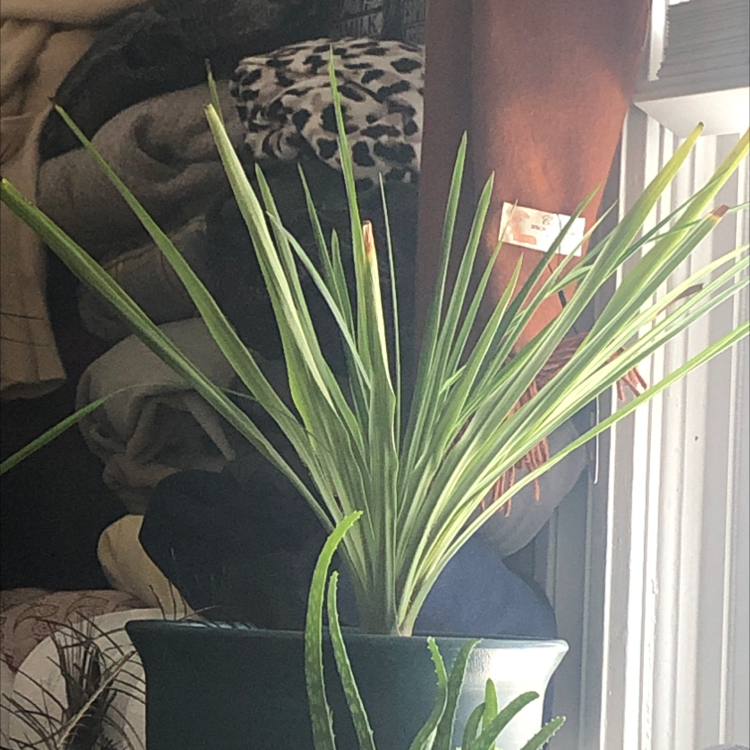 Photo of the plant species Beaked Yucca by @CredibleCanna named Socks on Greg, the plant care app