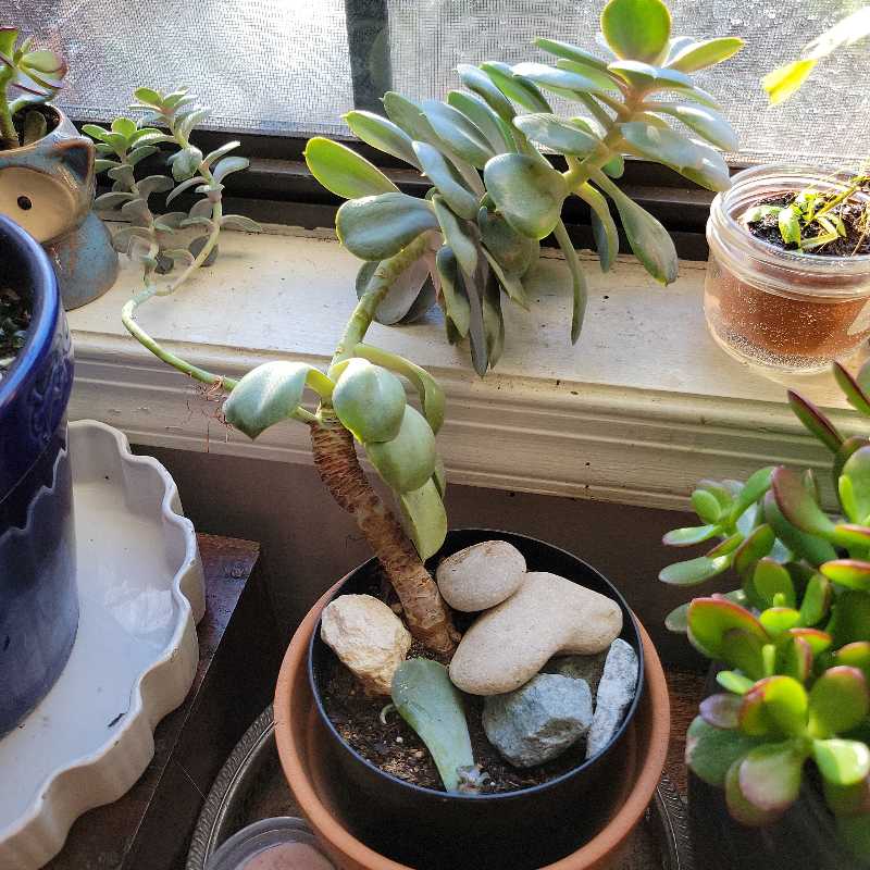 Potted Echeveria 'Dusty Rose' succulent with some yellowing and browning leaves, placed on a windowsill.