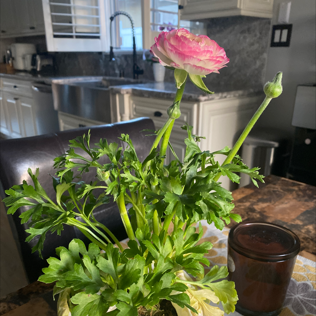 Garden Ranuncula plant with green leaves and a pink flower in a kitchen setting.