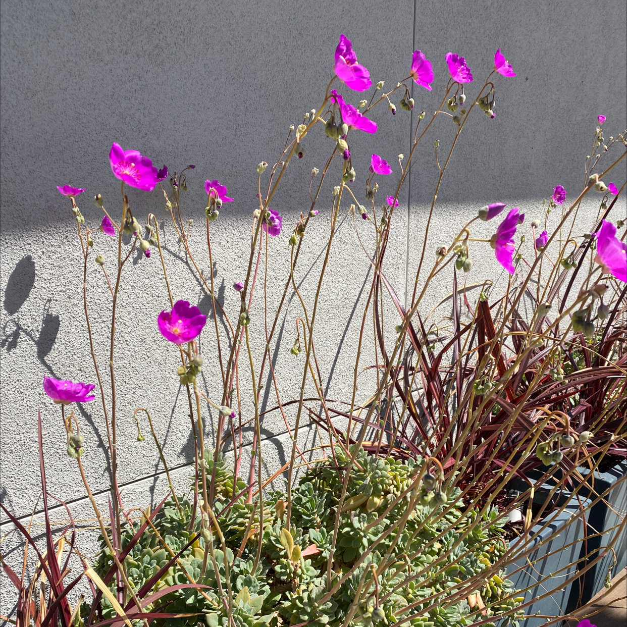 Photo of the plant species Rock Purslane by @HunkyLippia named Your plant on Greg, the plant care app