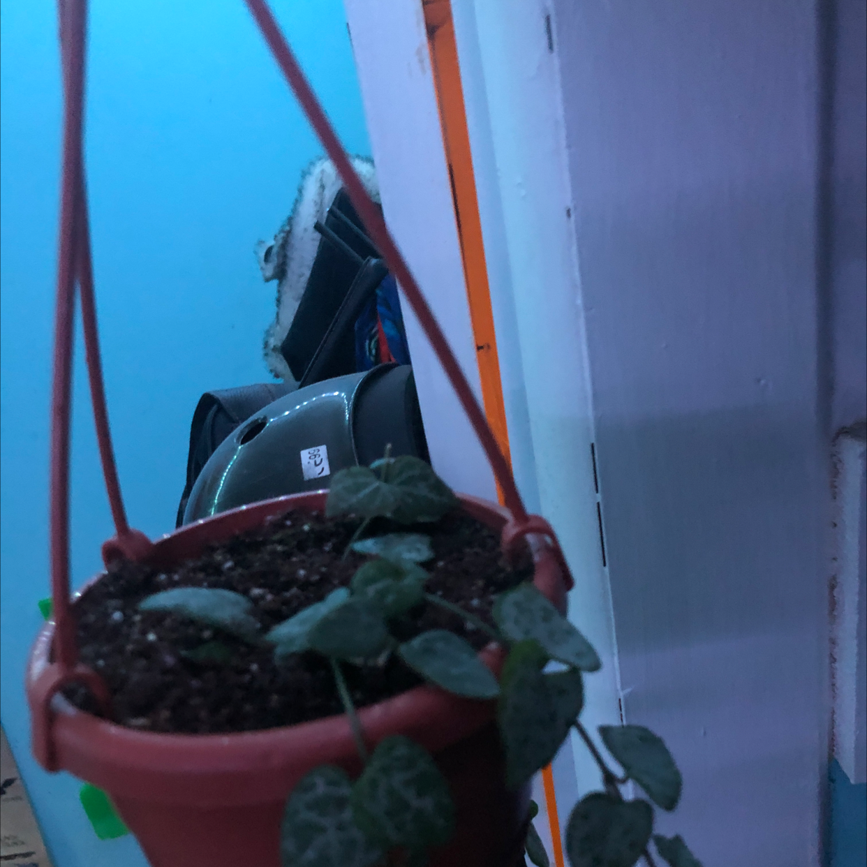String of Spades plant photo by @Clouds named Green on Greg, the plant care app.