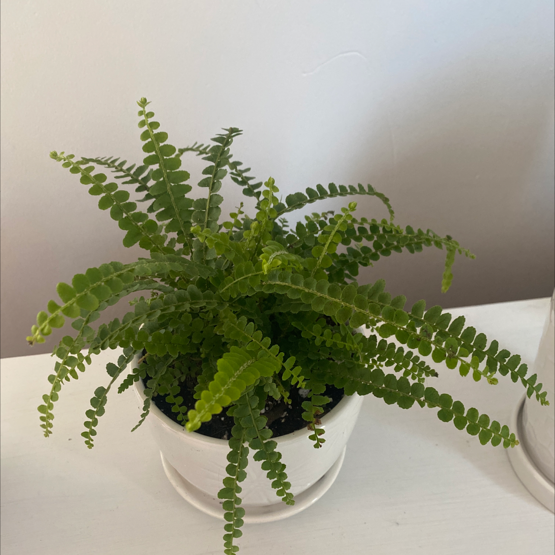 Healthy, thriving erect sword fern in a clear container against a white background, showing lush green foliage and feathery fronds.