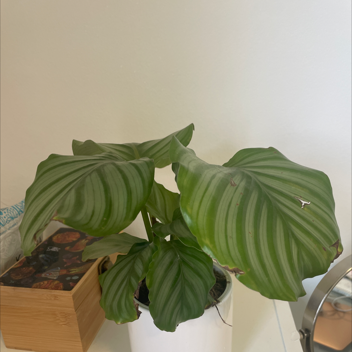 Calathea Orbifolia plant photo by @EpitomePaleflax named Teddy on Greg, the plant care app.