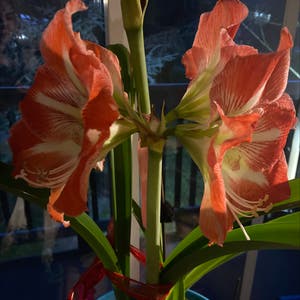 Mexican Lily plant photo by @TrustworthyFord named Amaryllis on Greg, the plant care app.