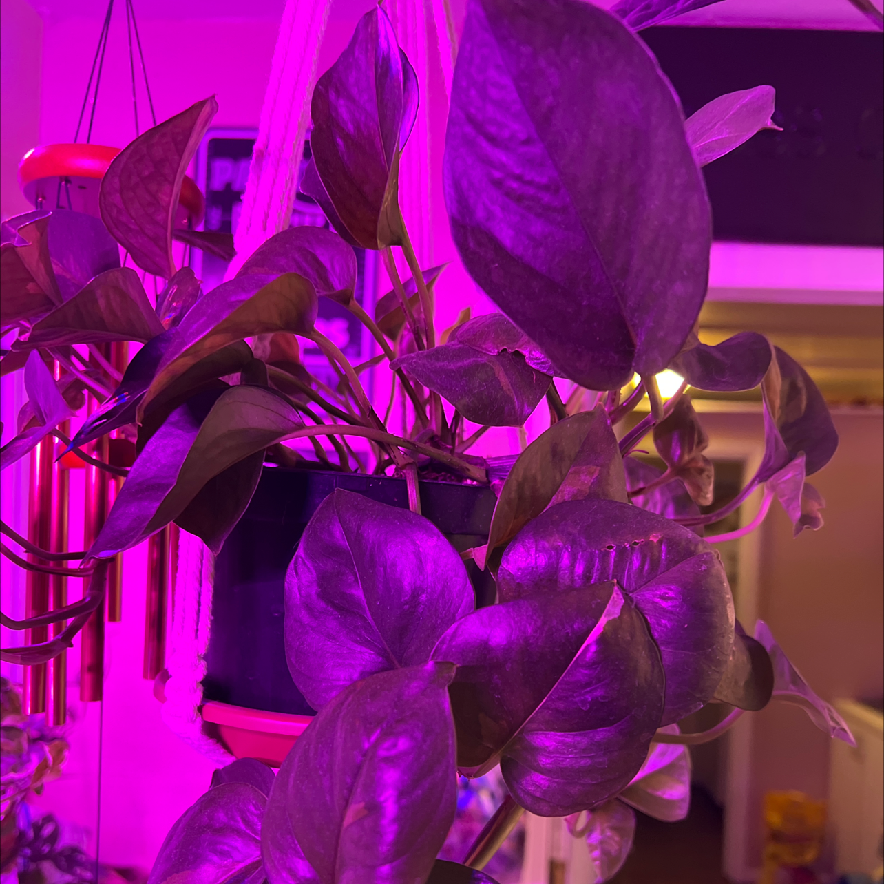 Global Green Pothos plant photo by @Greenmachine named Global  green 1 on Greg, the plant care app.