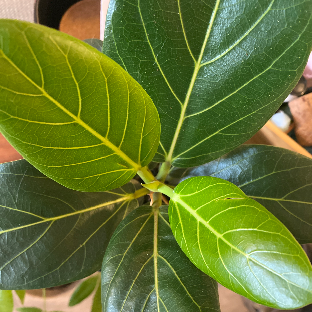 Photo of the plant species Audrey Ficus by @BuffWaxvine named Audrey on Greg, the plant care app