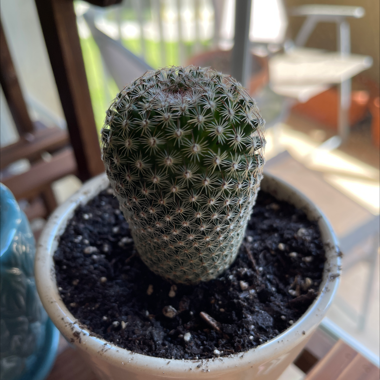 A healthy Arizona Rainbow Cactus in a pot with visible soil.
