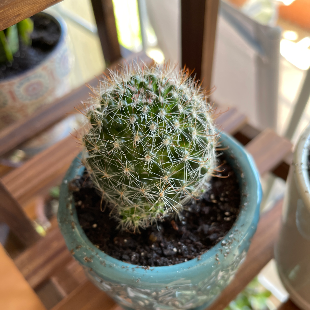 Close-up of a healthy round cactus with dense white spines in a teal pot, sitting on a wooden surface.