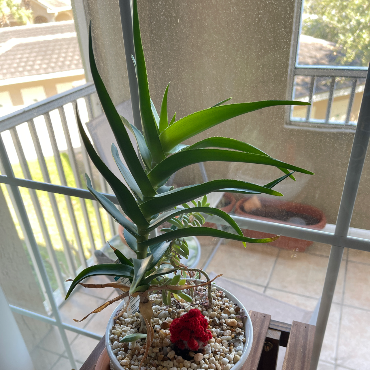 Climbing Aloe plant in a pot with well-draining soil, placed indoors near a window.