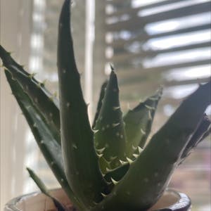 Aloe vera plant photo by @Elethhst named Ally on Greg, the plant care app.