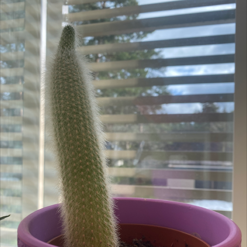 Old Man Cactus plant photo by @Elethhst named Cecilia on Greg, the plant care app.