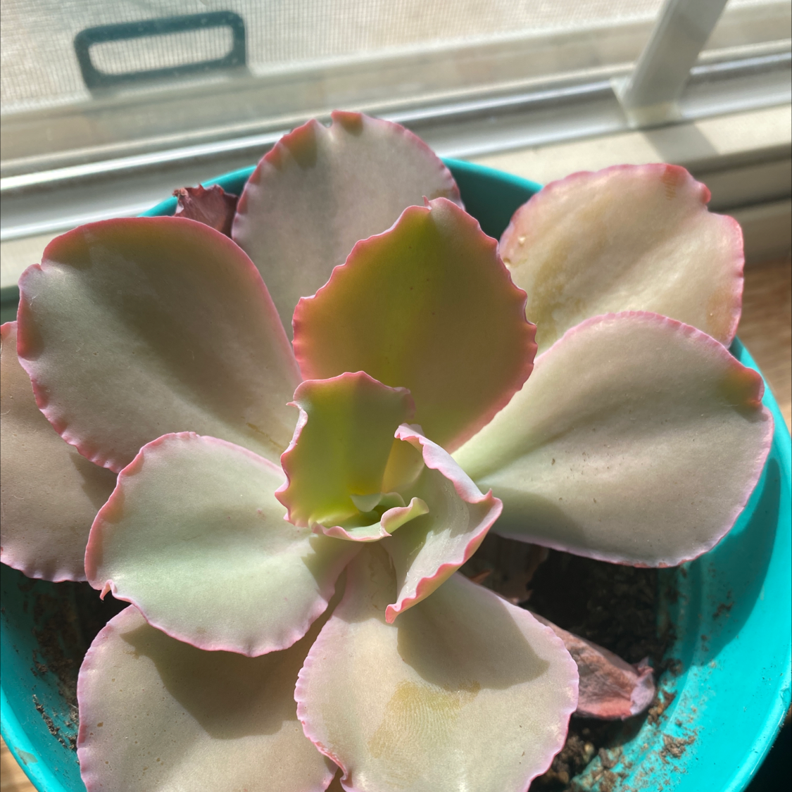 Echeveria Gibbiflora succulent in a pot with pinkish edges on leaves.