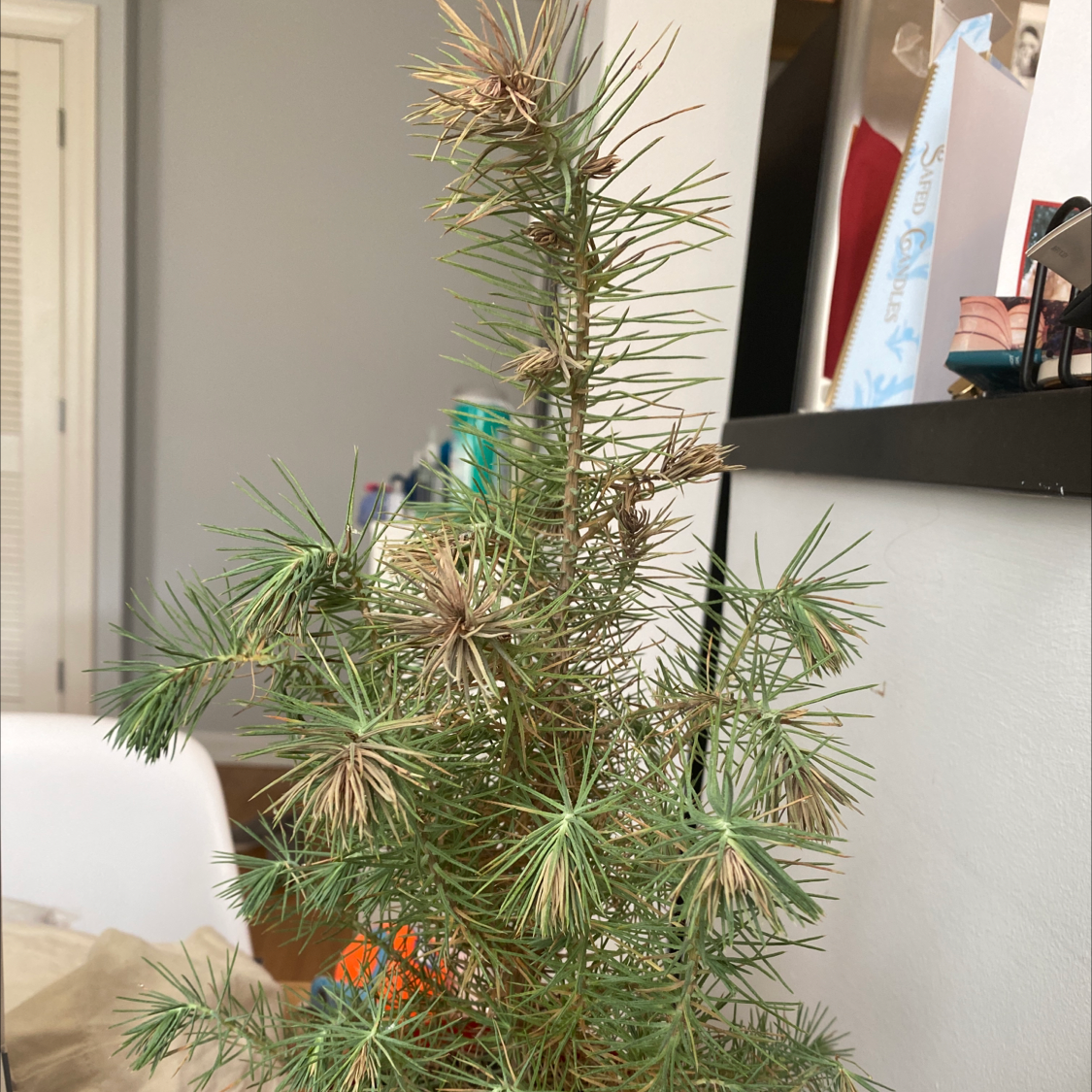 Photo of the plant species Japanese umbrella pine by Miranda named Sol on Greg, the plant care app