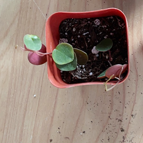 Photo of the plant species Peperomia 'Ruby Cascade' by @patrick named Ronaldo on Greg, the plant care app