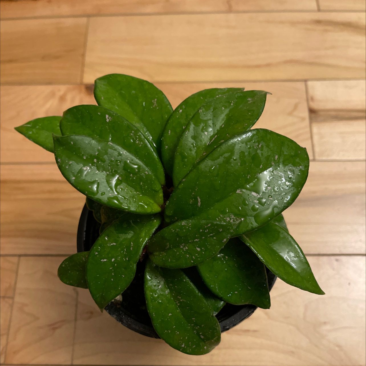 Photo of the plant species Waxplant by @patrick named Taylor Swift on Greg, the plant care app
