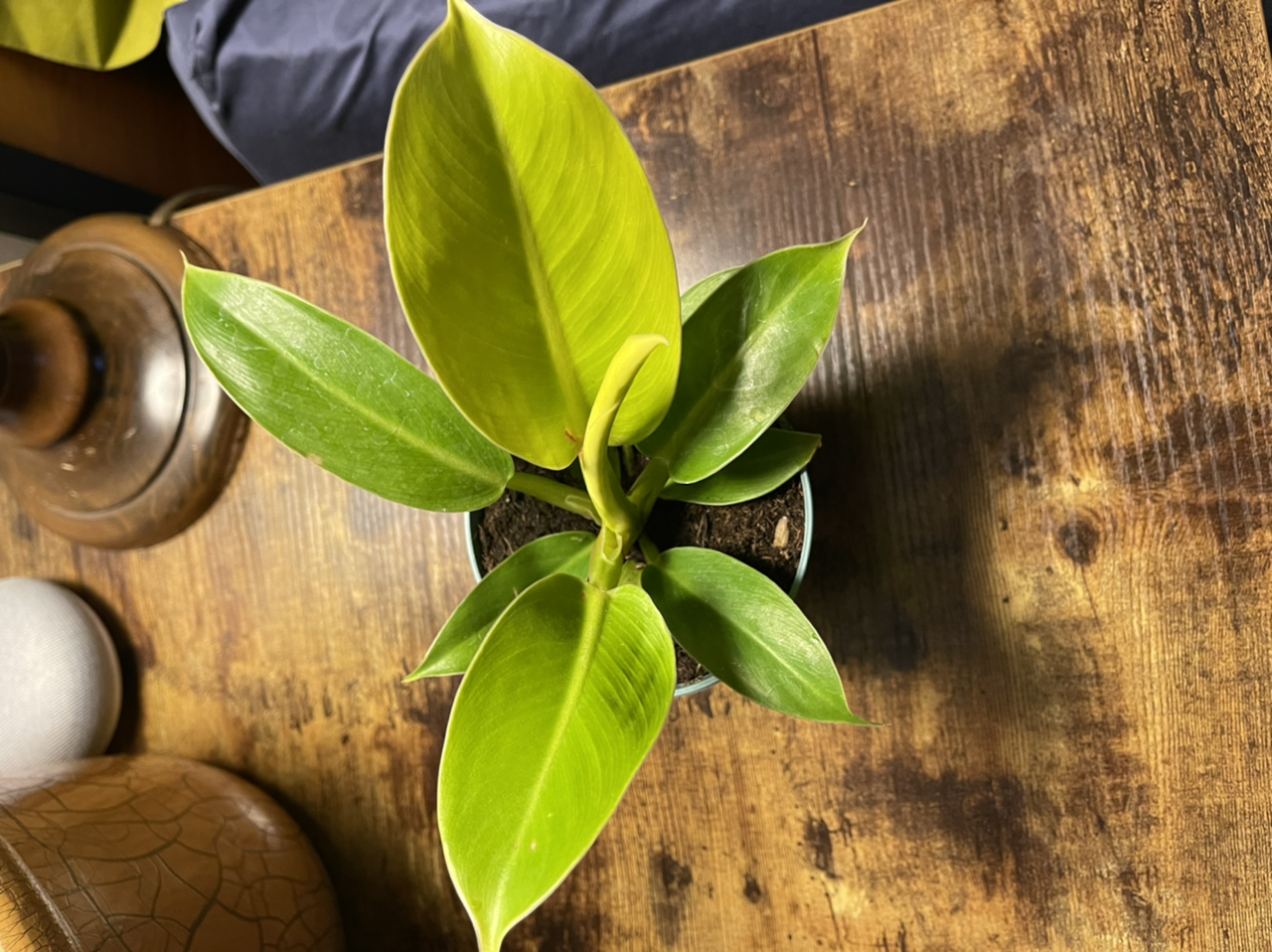 Philodendron 'Moonlight' plant on a wooden surface, healthy green leaves.