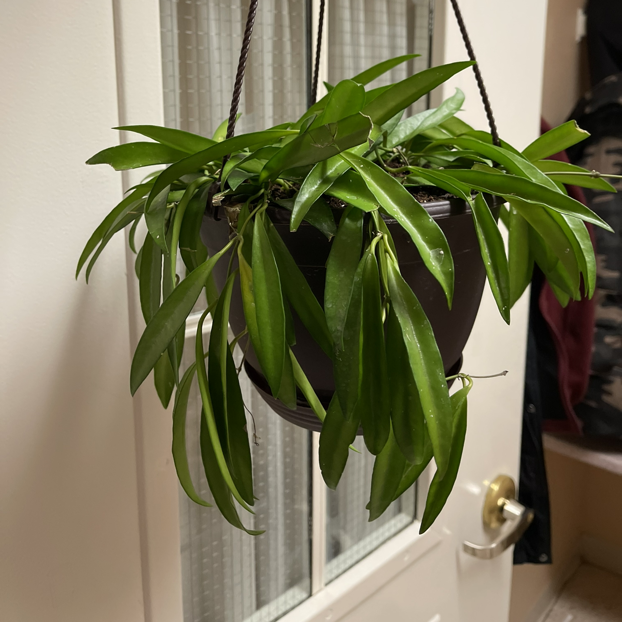 Photo of the plant species Wayetii by @patrick named Treeyoncé on Greg, the plant care app