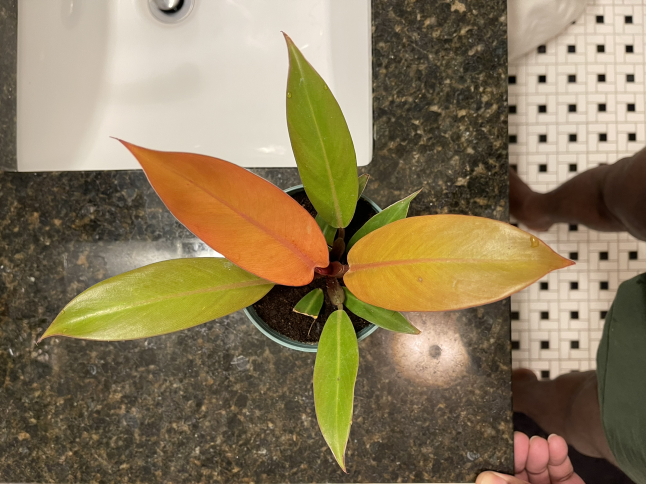 Photo of the plant species Philodendron Prince of Orange by @patrick named Sanders on Greg, the plant care app