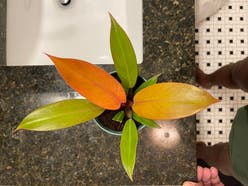 Philodendron 'Prince of Orange' plant
