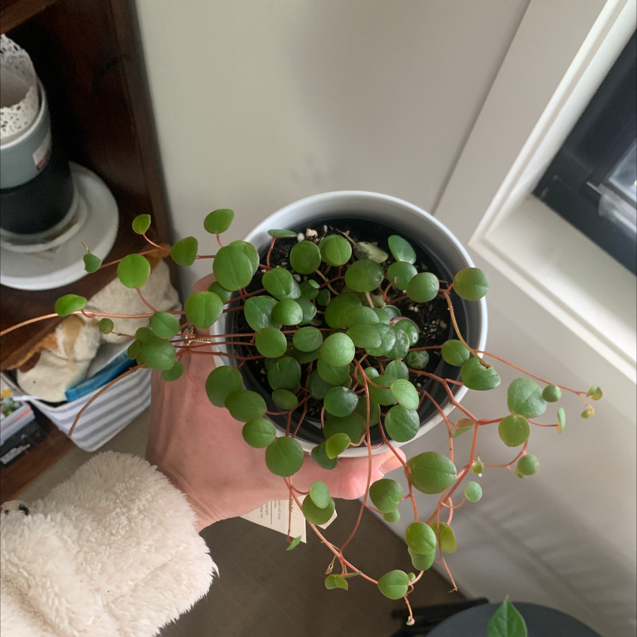 Peperomia 'Pepperspot' plant in a white pot held by a hand, with green leaves and red stems.