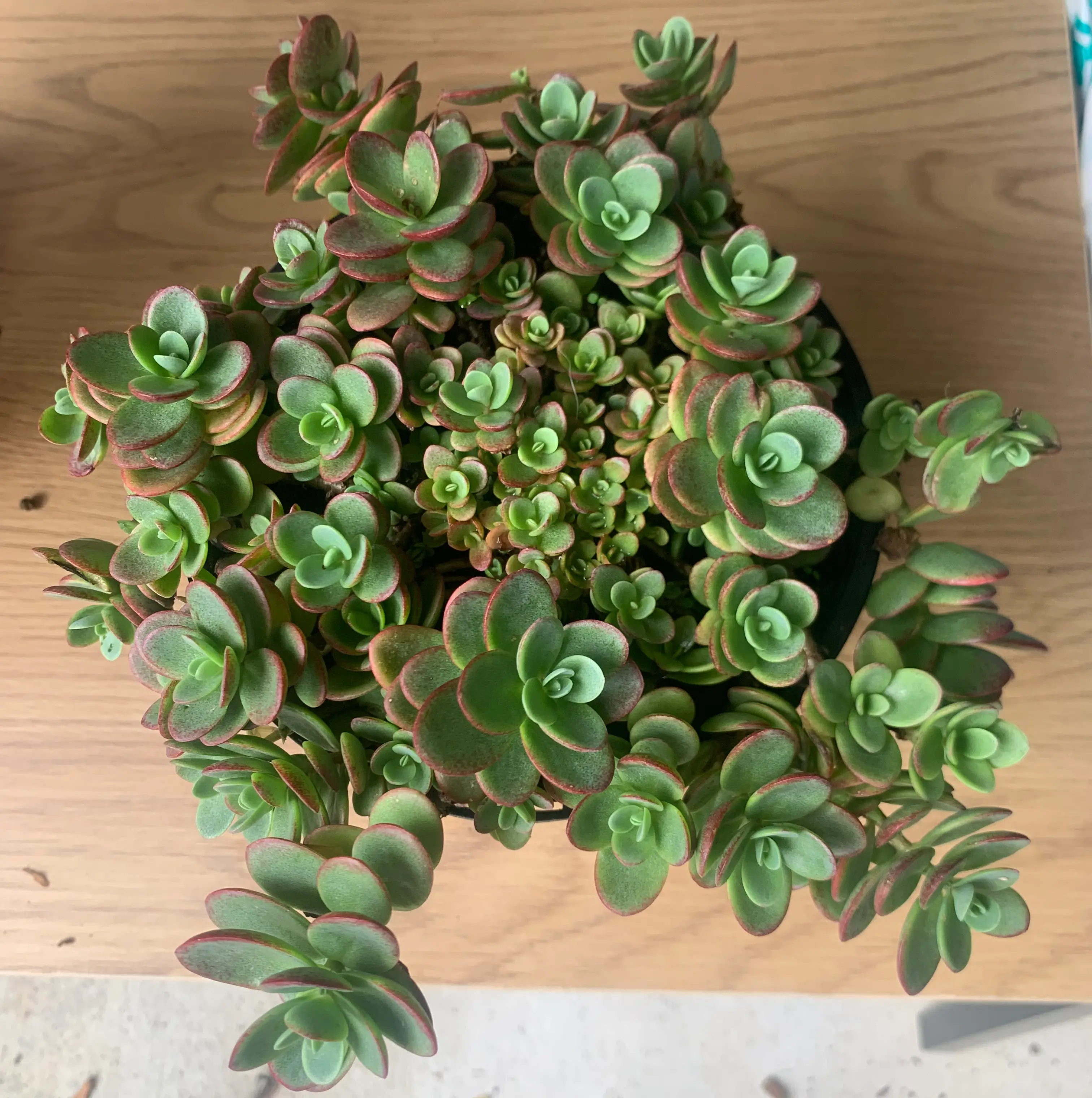 Top view of a healthy Fairy Crassula succulent with green leaves and red edges.