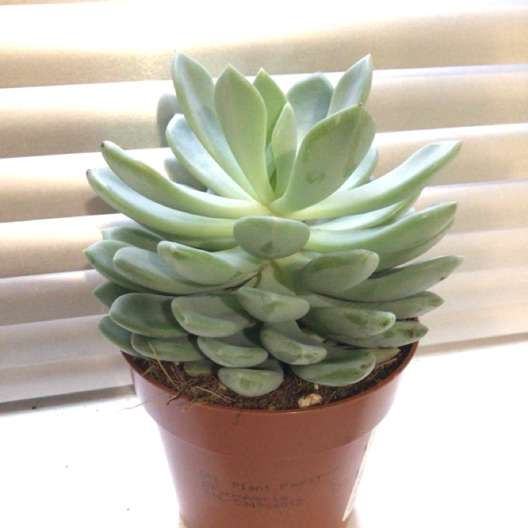 Photo of the plant species Jeweled Crown by @FullSilkvine named Prim on Greg, the plant care app