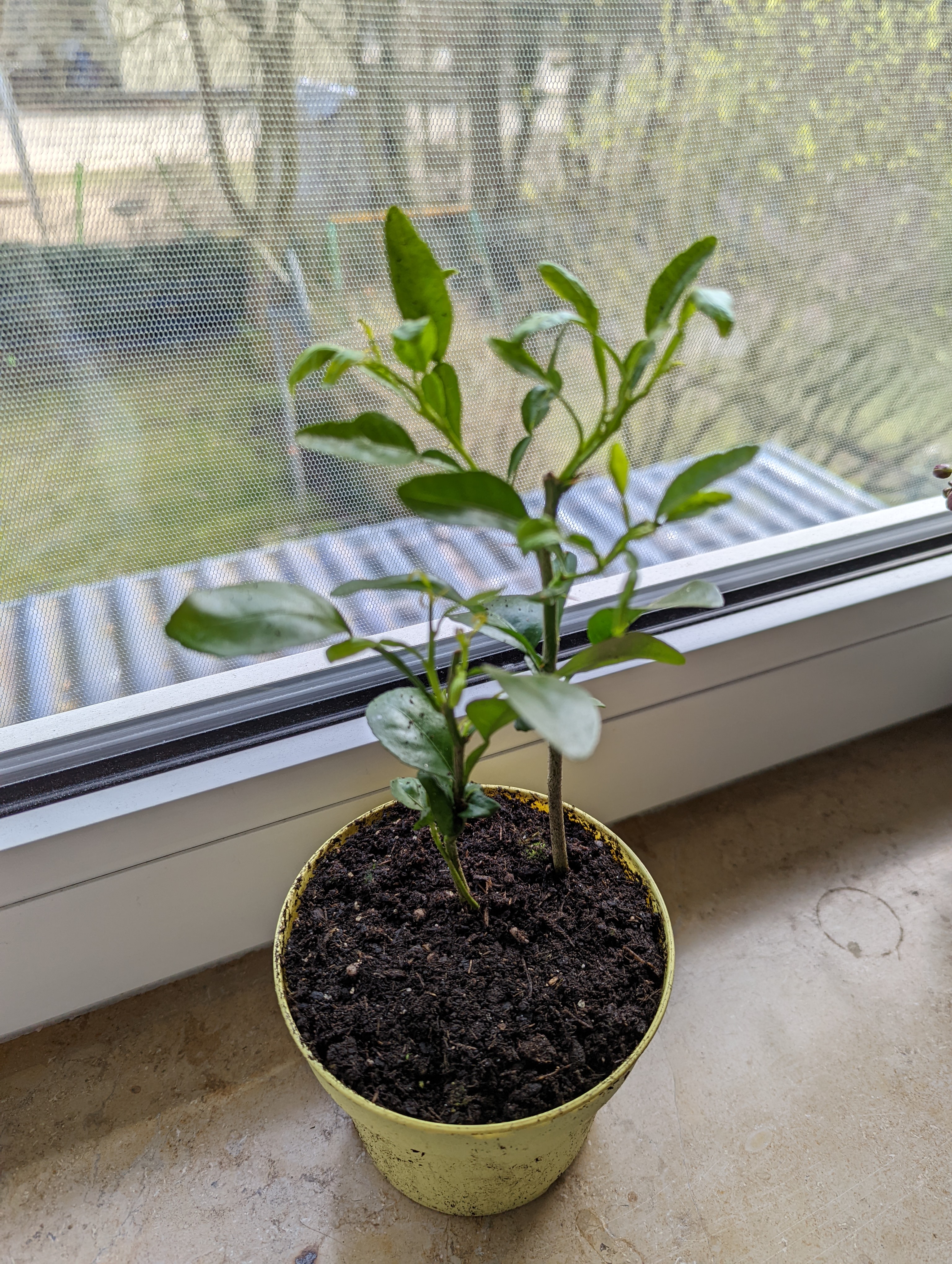 Makrut Lime plant in a pot on a windowsill with healthy green leaves.