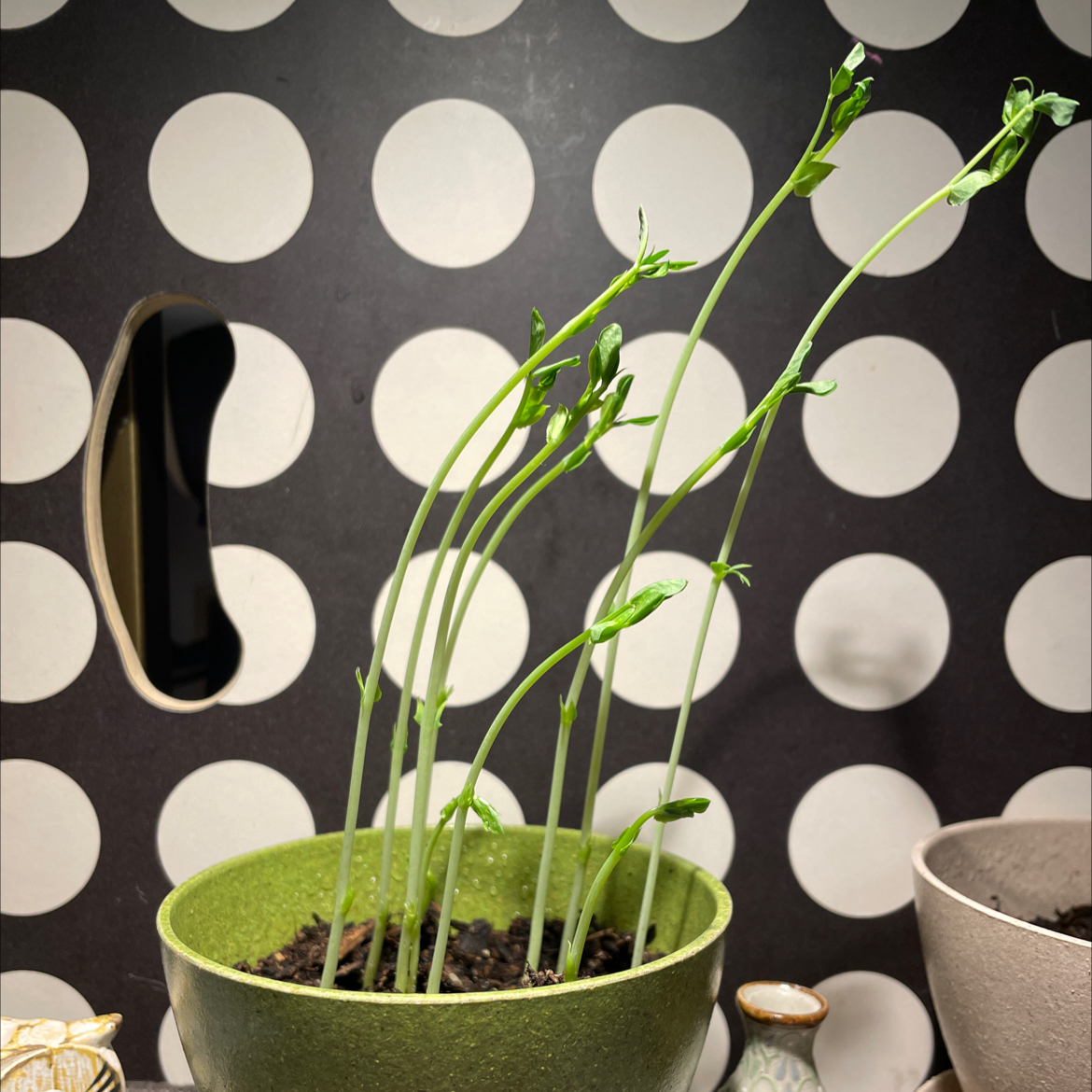 Peas plant photo by @BeamingCat named Einstein on Greg, the plant care app.