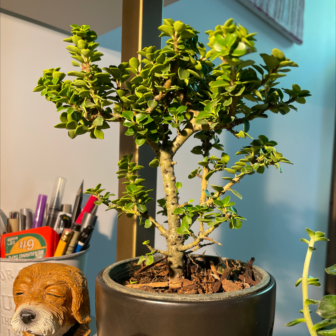 Photo of the plant species Dwarf Pagoda by @BeamingCat named Kendall on Greg, the plant care app