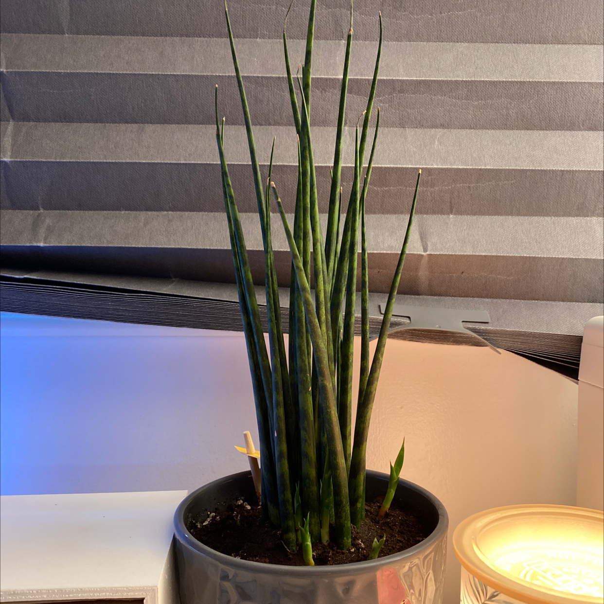 Dracaena 'Mikado' plant in a pot with healthy, upright green leaves.
