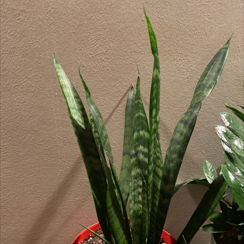 Snake Plant plant photo by Locaplantlady named Moms on Greg, the plant care app.