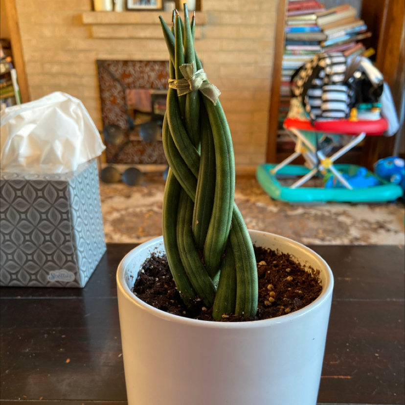 Cylindrical Snake Plant plant photo by Locaplantlady named Your plant on Greg, the plant care app.