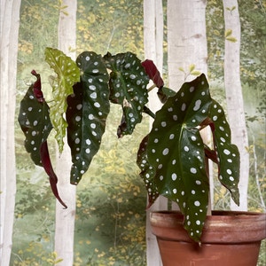 Polka Dot Begonia plant photo by Fastaster named 鳟鱼秋海棠 on Greg, the plant care app.