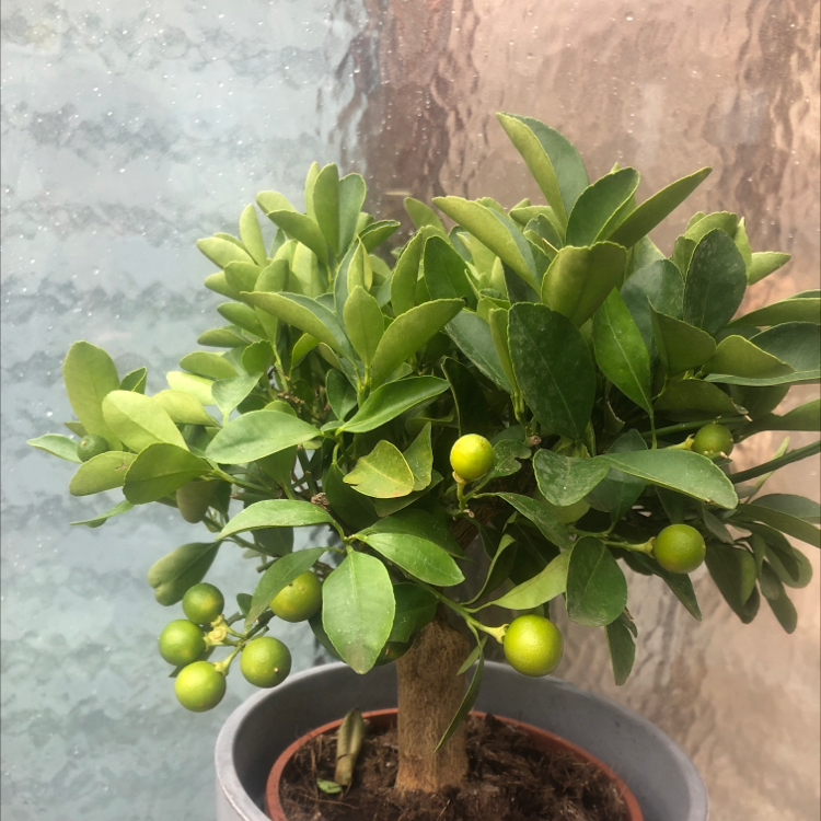 Oval kumquat plant with green leaves and fruits in a pot.