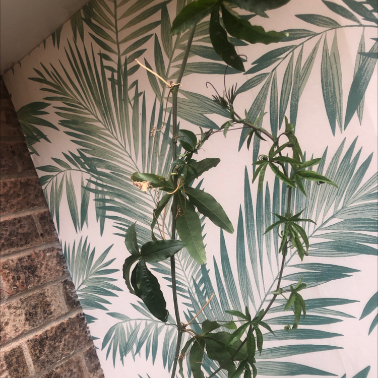 Bluecrown Passionflower plant climbing against a wall with leafy wallpaper.