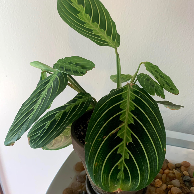 A healthy, thriving green prayer plant with large striped leaves in a raised position, growing in a white ceramic pot.
