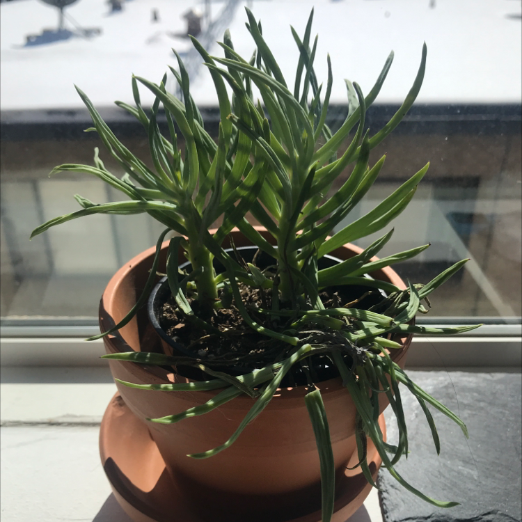 Potted Succulent Bush Senecio plant on a windowsill with visible soil.