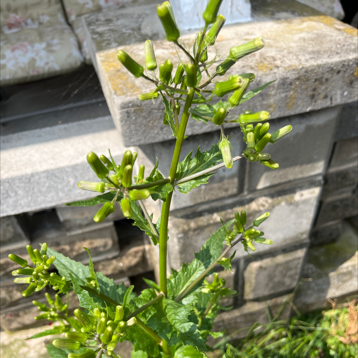 Photo of the plant species fireweed by @FitRosegrape named Your plant on Greg, the plant care app