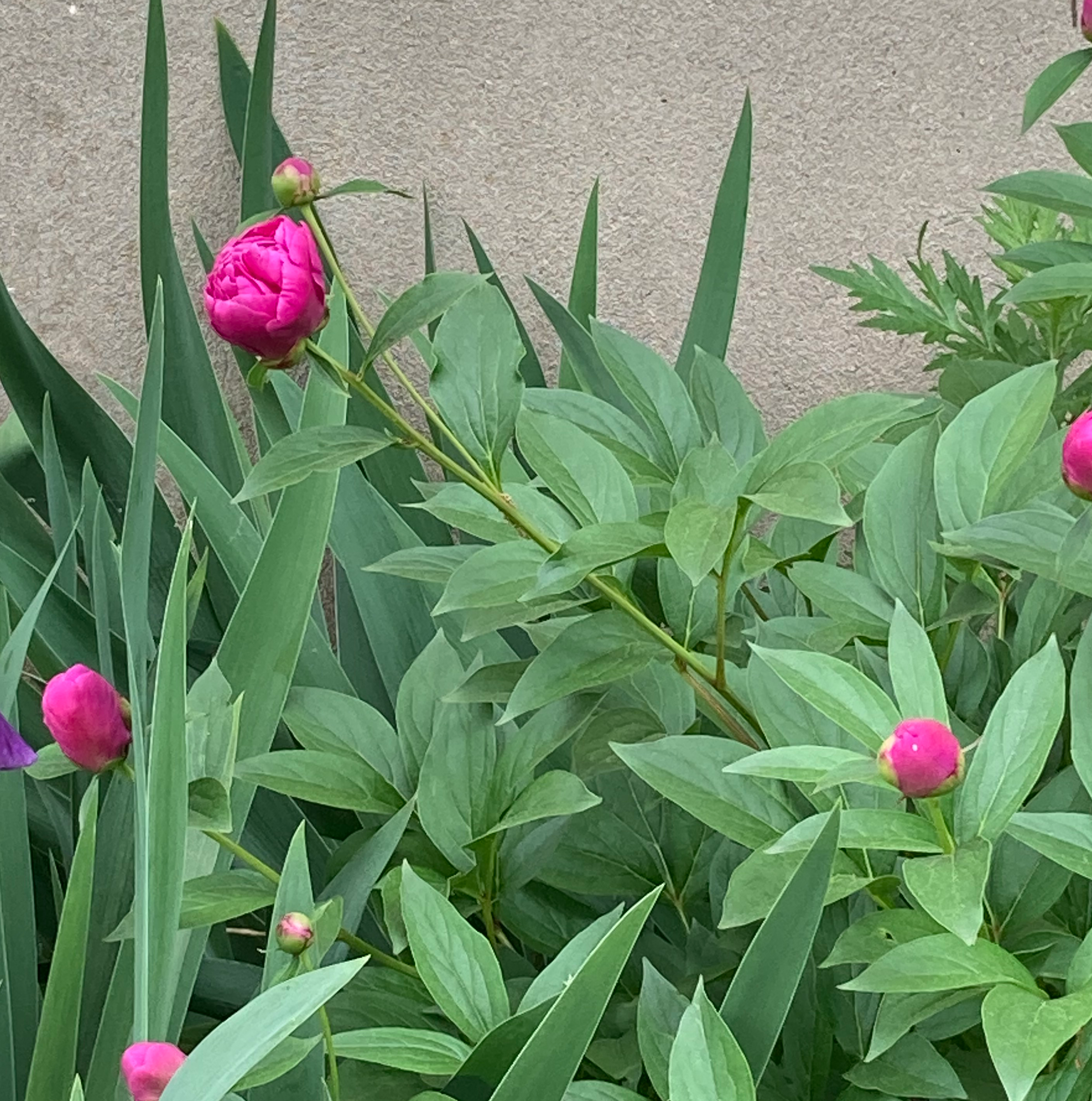 YearRound Light Requirements For Your Chinese Peony