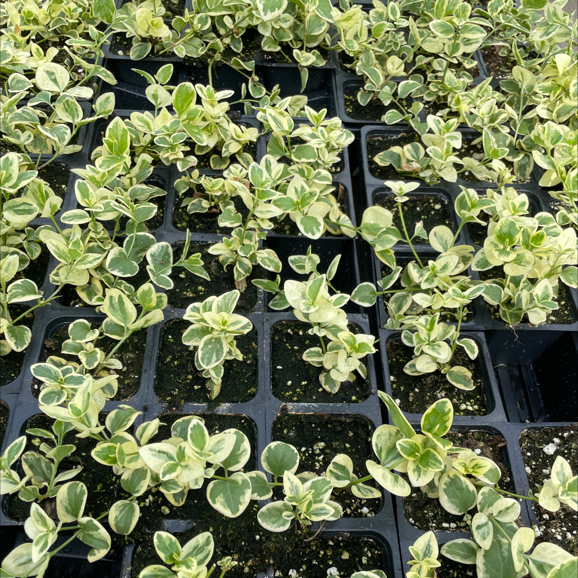 Many small potted Crassula Pellucida plants with heart-shaped variegated leaves in shades of green and yellow-green.