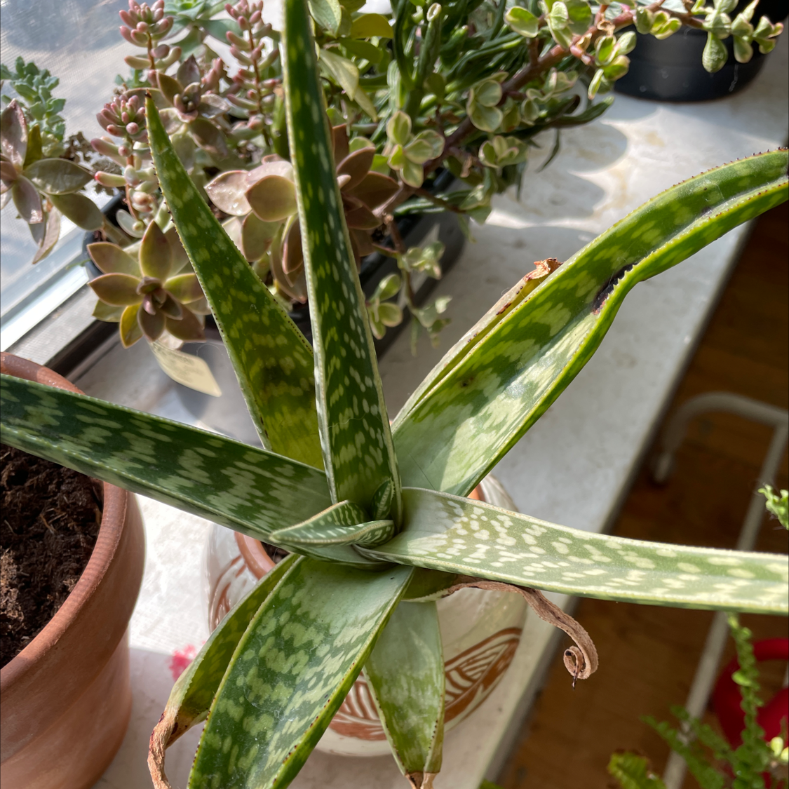 Tiger Aloe plant with variegated leaves in a pot on a windowsill, with some browning on leaf tips.