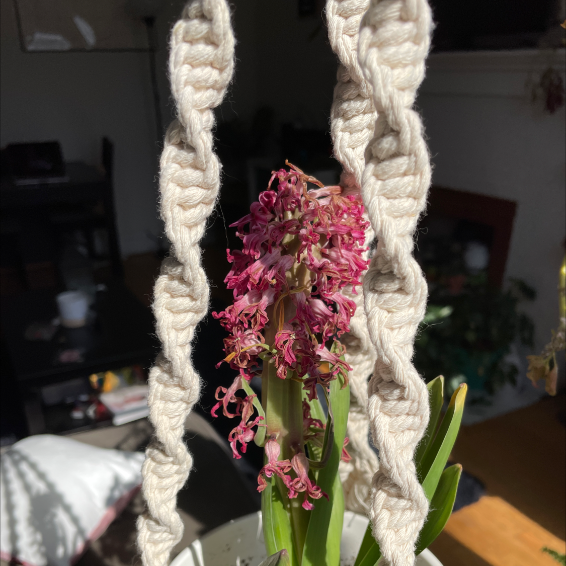 Garden Hyacinth plant with wilting flowers, well-framed and centered.