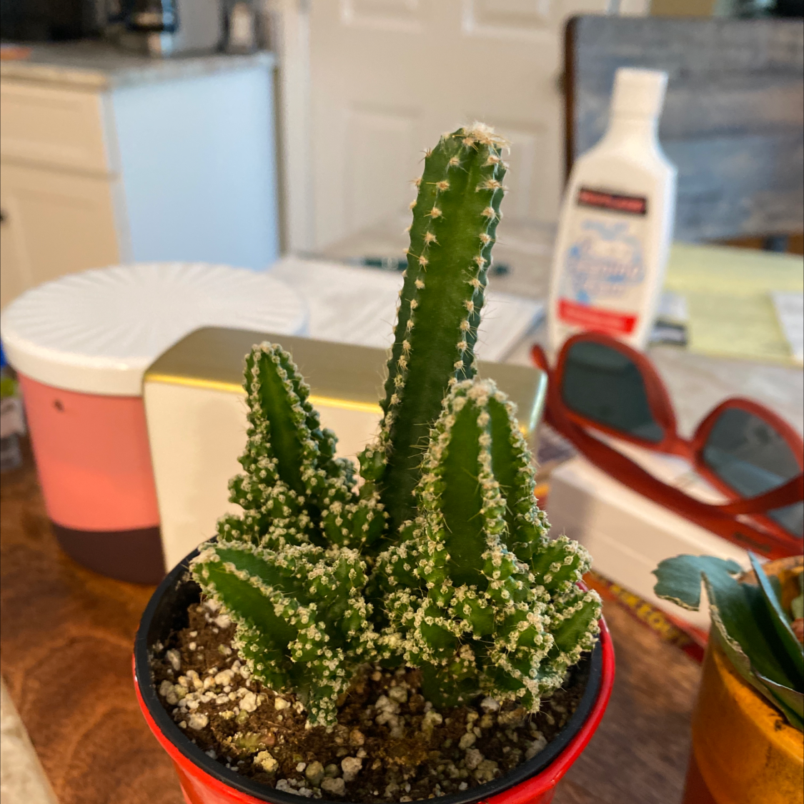 Fairy Castle Cactus in a small pot with visible soil, well-framed and in focus.