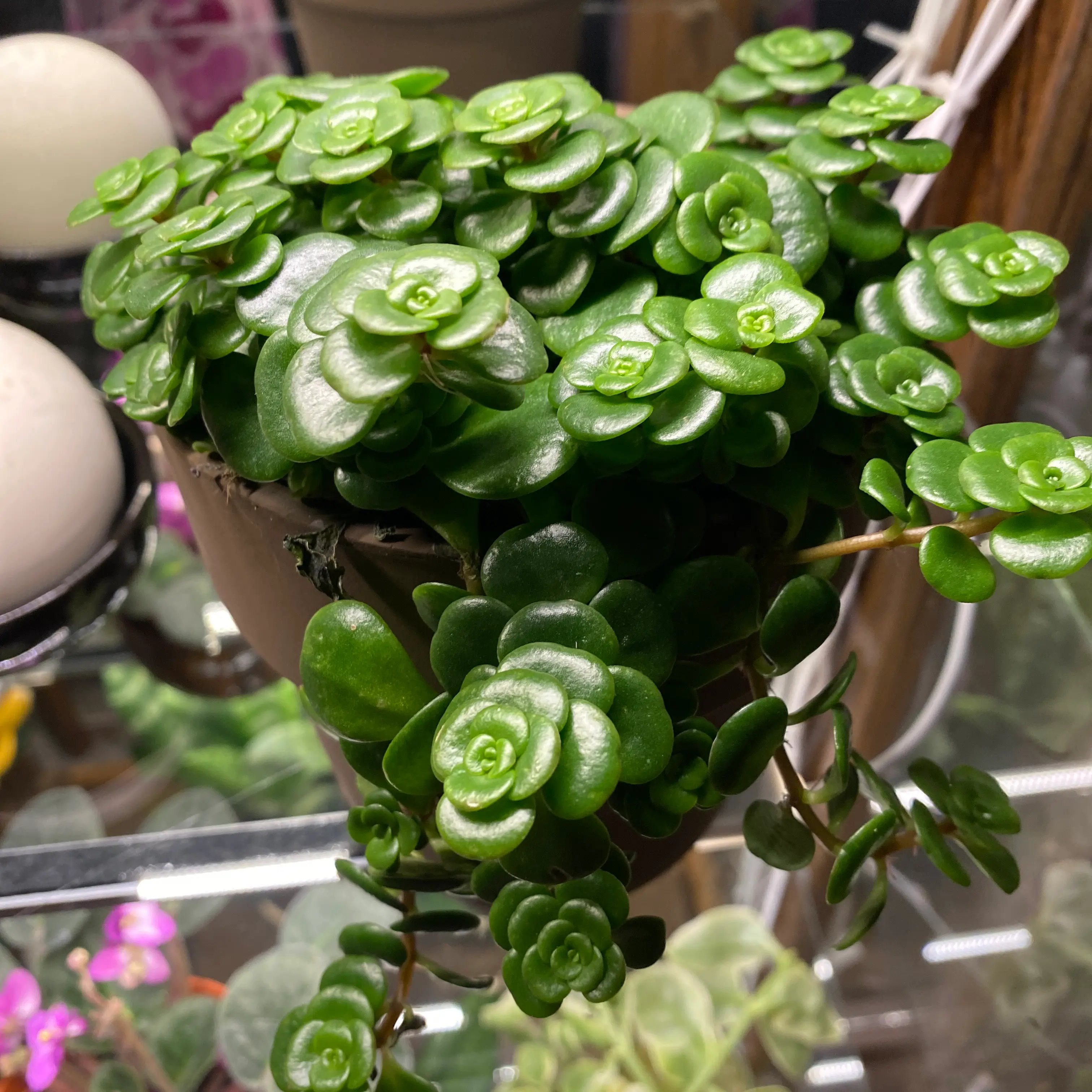 Healthy Japanese stonecrop plant with vibrant green leaves in a pot.